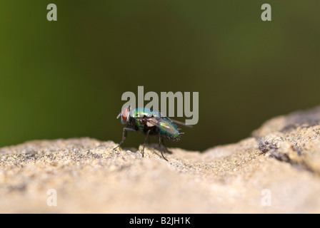 Close up horizontal macro d'une mouche [Phaenicia sericata] assis sur un mur, c'est corps irisé brillait au soleil Banque D'Images