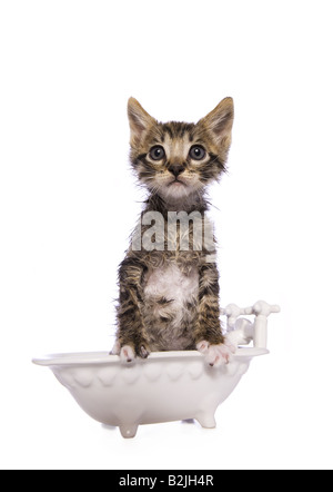 Chat mouillé après avoir pris un bain dans la petite baignoire blanc isolé sur fond blanc Banque D'Images