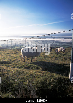 Des moutons paissant sur le sommet d'une montagne tôt le matin Banque D'Images