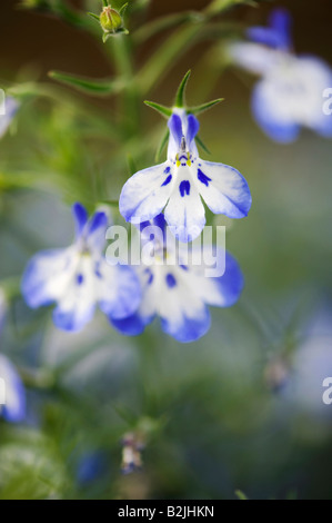 Lobelia erinus 'hot'. Tigre chaud fleur Lobelia Banque D'Images