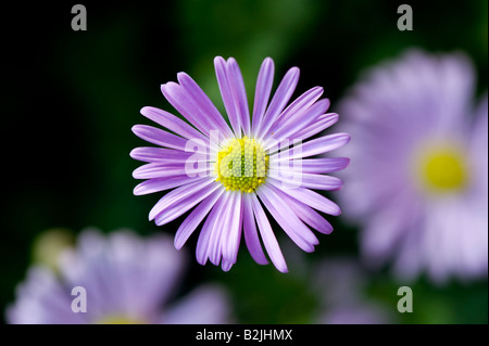 Brachyscome 'happy face' fleurs rose mauve jumbo. Swan River daisy. Daisy Rock Banque D'Images