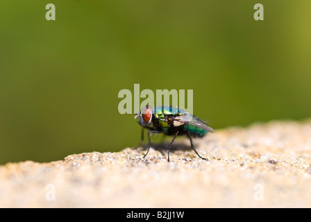 Close up horizontal macro d'une mouche [Phaenicia sericata] assis sur un mur, c'est corps irisé brillait au soleil Banque D'Images