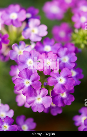 Verveine aztec magic fleurs violettes portrait Banque D'Images