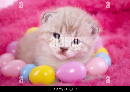 Pâques mignon chaton sur fond rose avec des oeufs de Pâques Banque D'Images