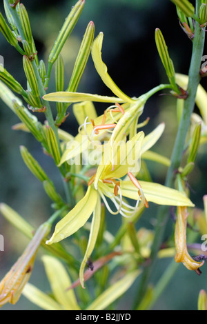 ASPHODELINE LIBURNICA FLEURS S'OUVRENT LE SOIR Banque D'Images