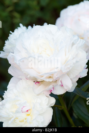 PAEONIA LACTIFLORA PIVOINE SHIRLEY TEMPLE Banque D'Images