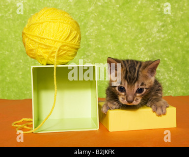 Cute chatons colorés sur fond vert et orange avec boule de fil jaune Banque D'Images