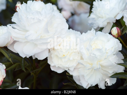 PAEONIA LACTIFLORA PIVOINE SHIRLEY TEMPLE Banque D'Images