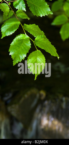 Feuilles de bouleau d'argent au début de l'été suspendues sur une petite cascade près de Garrigill en Cumbria, Angleterre Banque D'Images