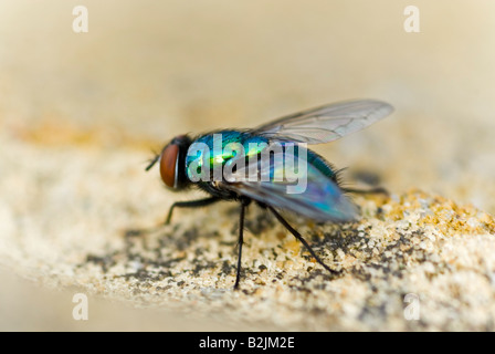 Close up horizontal macro d'une mouche [Phaenicia sericata] assis sur un mur, c'est corps irisé brillait au soleil Banque D'Images