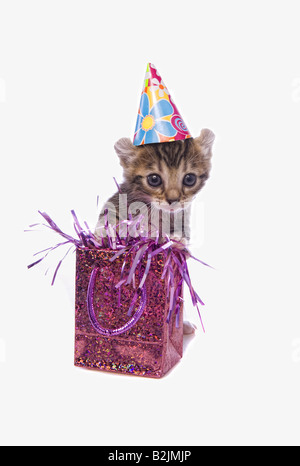 Joyeux anniversaire adorable chaton wearing hat avec sac cadeau isolé sur fond blanc Banque D'Images