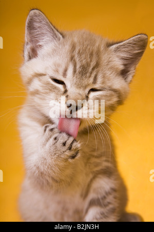 Cute kitten licking paw sur fond doré Banque D'Images