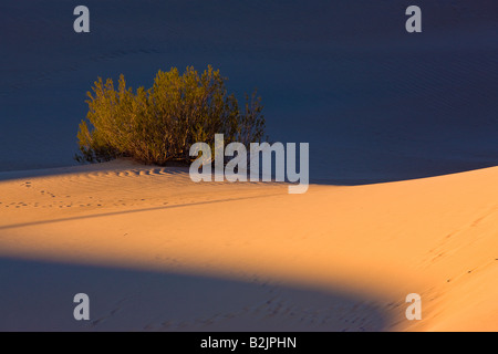 La lumière du lever de maquis et de mesquite Dunes, Death Valley, Californie Banque D'Images