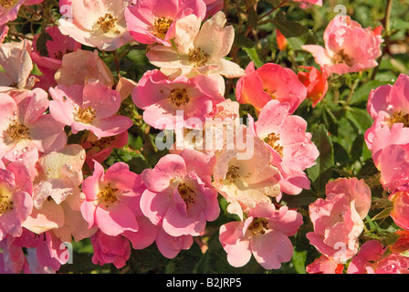 Groupe de rosiers arbustes du type 'knockout' Arc-en-ciel dans différentes teintes de rose et de rose blanchâtre, avec centre jaune Banque D'Images