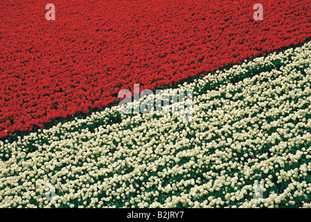 Vue aérienne du champ de tulipes rouges et blanches. Banque D'Images