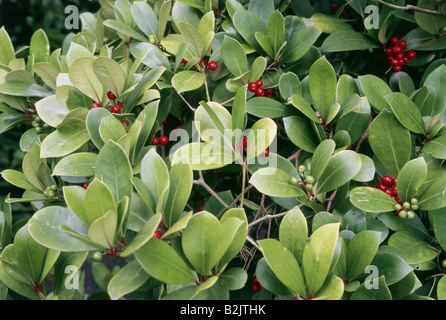 Botanique, Skimmia japonica 'itchii', fleurs rouges, , Additional-Rights Clearance-Info-Not-Available- Banque D'Images