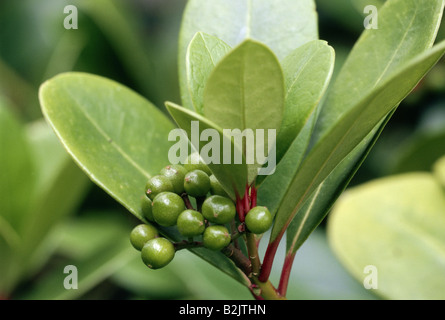 Botanique, Skimmia japonica 'itchii", vert, fleurs , Additional-Rights Clearance-Info-Not-Available- Banque D'Images