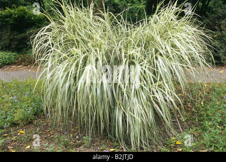 La botanique, l'herbe d'argent chinois (Miscanthus sinensis), Additional-Rights Clearance-Info-Not-Available- Banque D'Images