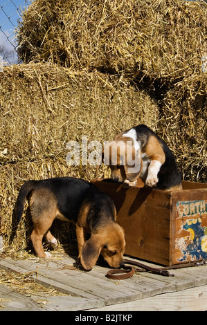 Chiots Beagle Banque D'Images