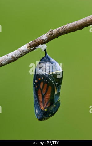 Papillon monarque prêt à sortir de sa chrysalide Banque D'Images