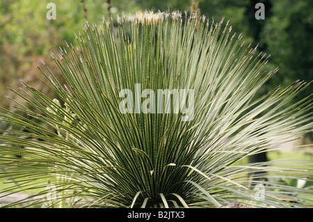 Botanique, Agavaceae, Grand Désert cuillère (dasylirion acrotrichum-Clearance-Info Additional-Rights),-Not-Available Banque D'Images