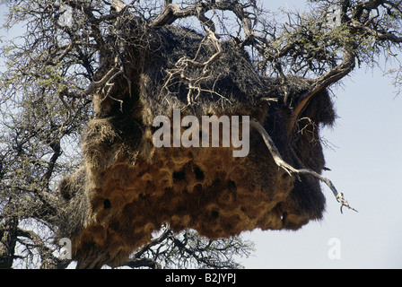 Zoologie / animaux, oiseaux, Widowbirds / aviaire, des Ploceidae), (des cavités d'arbres, parc de Namib Naukluft, Namibie, répartition géographique : Afrique, Australie, Europe, Asie,-Additional-Rights Clearance-Info-Not-Available Banque D'Images