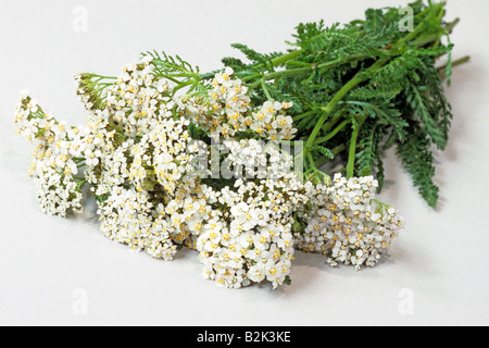 Politique achillée millefeuille (Achillea millefolium), tiges à fleurs, studio photo Banque D'Images