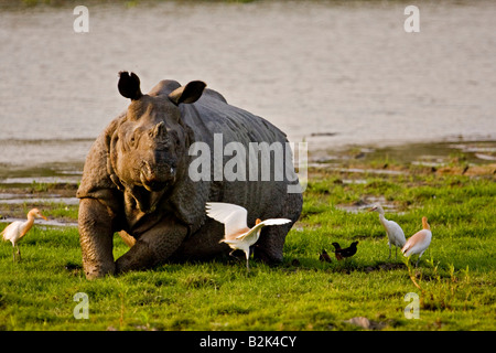 L'un d'Asie Rhino cornu reposant sur une rive du fleuve, dans le parc national de Kaziranga, avec le bétail le long des oiseaux aigrette Banque D'Images