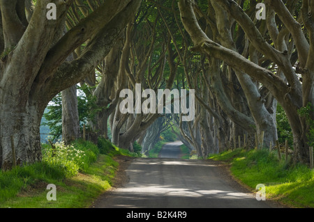 Route bordée de hêtre, connue sous le nom de Dark Hedges Breagh Road près de Stanocum Ballymoney County Antrim Northern Ireland UK GB Europe Banque D'Images