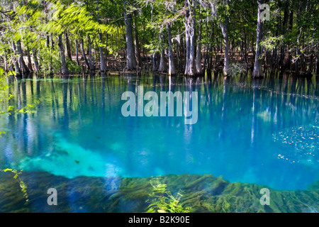 Manatee Springs State Park près de Chiefland, Floride Banque D'Images