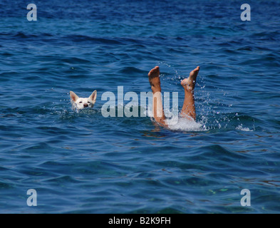 Chien blanc jouant avec son propriétaire dans la mer. Banque D'Images