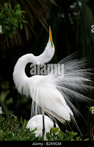 Affichage d'aigrette, en plumage nuptial Alligator Farm, St Augustine, Floride Banque D'Images