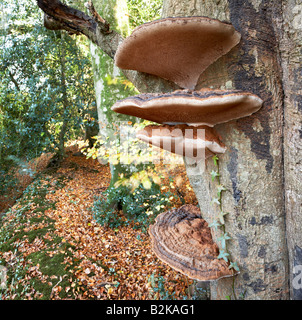 Le support du sud 'Ganoderma australe' champignons poussant en automne hêtre bois près de la ville de Dorchester, comté de Dorset, Angleterre, Royaume-Uni. Banque D'Images