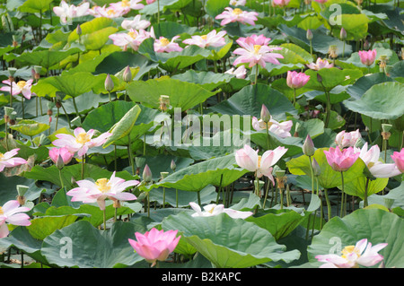 Les fleurs de lotus Nelumbo nuciferan Vietanm Banque D'Images