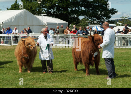 L'Highland cattle jugés au 2008 Royal Highland Show, Ingliston, Édimbourg Banque D'Images
