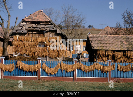 Le séchage des feuilles de tabac dans le sun hung out at à l'extérieur de bâtiment en bois avec toit de tuiles en Transylvanie Banque D'Images