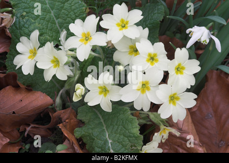 Gros plan sur les primroses jaunes fleuries dans un jardin anglais avec des chutes de neige parmi les feuilles séchées tombées, au Royaume-Uni Banque D'Images