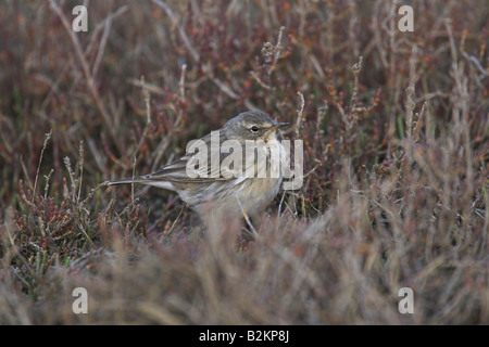 Pipit spioncelle Anthus spinoletta nourriture dans la végétation au bord de l'eau à Dipi Larssos, Lesbos, Grèce en avril. Banque D'Images