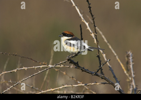 Woodchat Shrike Lanius sénateur des profils perché sur bramble à Faneromeni, Lesbos, Grèce en avril. Banque D'Images