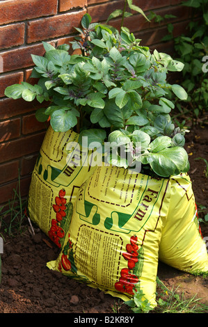 Pommes de terre de plus en plus growbags Banque D'Images