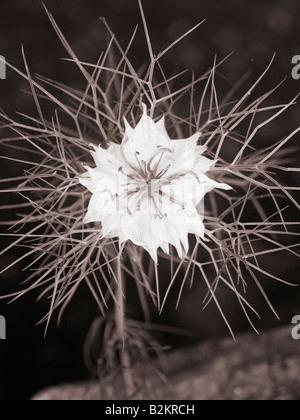 Nigella, l'amour dans un brouillard, noir et blanc, Macro Banque D'Images