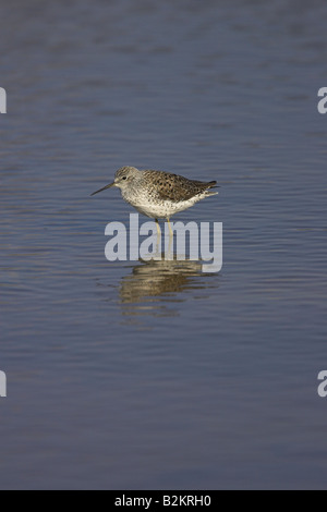 Marsh Sandpiper Tringa stagnatilis debout dans l'eau à Kalloni Salt Pans, Lesbos, Grèce en avril. Banque D'Images