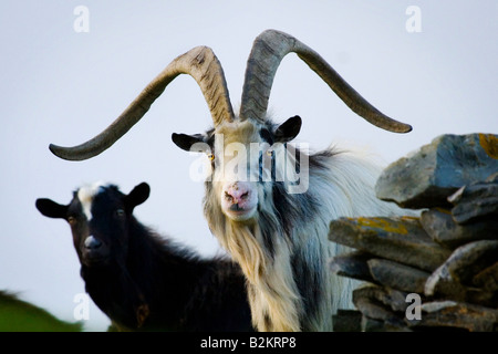 Billy Wild à chèvre sauvage des falaises de Moher, Co Clare Banque D'Images
