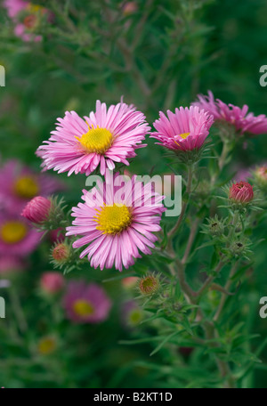 ASTER NOVAE ANGLIAE ROSA SIEGER Banque D'Images