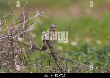 Eurasian fourmilier Jynx torquilla perché sur branche morte près de Kalloni, Lesbos, Grèce en avril. Banque D'Images
