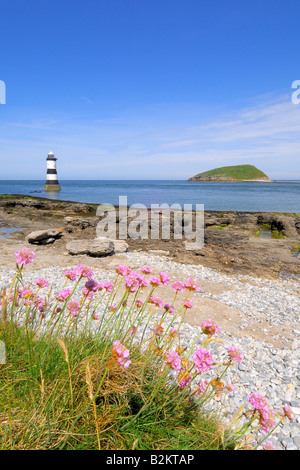 Sea Thrift rose sur la rive près de Penmon Point phare au large de la côte rocheuse et perfide d'Anglesey dans le Nord du Pays de Galles Banque D'Images