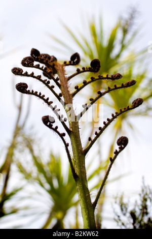 Arbre généalogique déployant fronde de fougère ou koru sur l'île de Tiritiri Matangi Banque D'Images