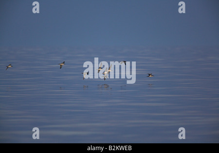 Shearwater Puffinus yelkouan méditerranéen yelkouan groupe volant bas de l'eau calme près de Agios Fokas, Lesbos, Grèce en avril. Banque D'Images