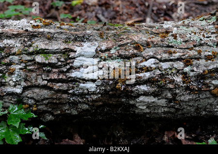 Détail sur le sol de la forêt, parc Algonquin, Ontario, Canada Banque D'Images