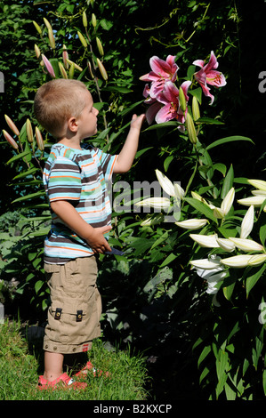 Un beau petit garçon admirant lilly fleurit dans le jardin de sa mère Banque D'Images